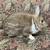 Rabbit 2 thumbnail