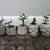 Indoor pre bonsai jade and holiday cacti in cement pots 2 thumbnail