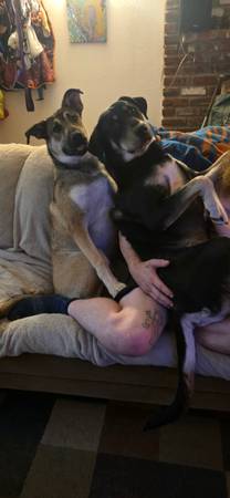 Litter (Tacoma area)596877900441210881