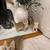 Scottish fold 2 thumbnail