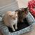 3 cute cats looking for a new warm home 4 thumbnail