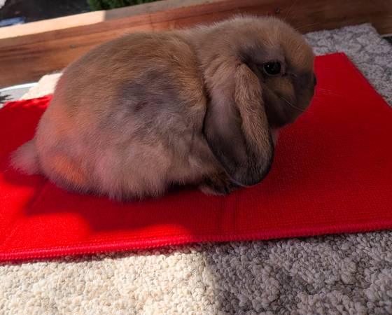 Holland Lop bunny rabbit