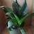 Birdnest Sansevieria House Plant #3 3 thumbnail