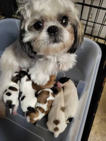 Havashu (shih tzu + Havanese) puppies63896773477762120