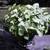 VINTAGE Butterfly Arrowhead Vine HOUSEPLANT Syngonium Podophyllum 2 thumbnail