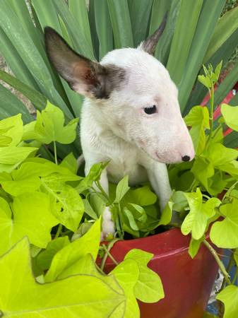 English bull terrior (Houston)63859316584065123