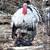 Heritage Turkey Chicks 2 thumbnail