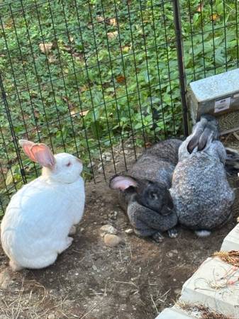 3 flemish mixes (Guild)63844233526273122