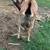 Lamancha billy 5 thumbnail