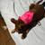 Dog foster to adopt 9 thumbnail