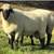 HAMPSHIRE/SUFFOLK YEARLING RAMS 8 thumbnail