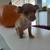 Teacup Chihuahua 4 thumbnail