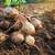 Potatoes, 10 lbs ~FRESHLY DUG LAST WEEK~WHITE OR RED SKIN~ 1 thumbnail