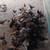 Thai chickens 1 thumbnail