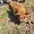 Kunekune piglets 5 thumbnail