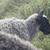 Gotland Sheep 3 thumbnail