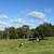 Miniature cattle 2 thumbnail