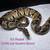 Reptiles 6 thumbnail