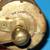Lunkenheimer CROWN No. 3 Brass Swing Top Oiler Lubricator Hit Miss 4 thumbnail