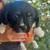 puppies 8 thumbnail