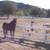 PASTURE BOARDING 3 thumbnail