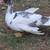 Muscovy hens 7 thumbnail
