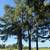 Gonzalez tree service landscaping now affordable tree removal land  la 1 thumbnail