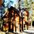 GRAEAGLE CRAFTSMAN CHATEAU APARTMENT 9 thumbnail