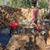 FIREWOOD DELIVERED / DRY /JTB, Jax,Op,St Aug 5 thumbnail