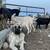ANATOLIAN SHEPHERD 3 thumbnail