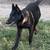 Belgian Malinois 5 thumbnail