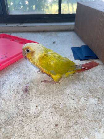 Conures 1