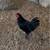Roosters different breeds 4 thumbnail