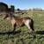 2025 AQHA Bay Roan Filly 2 thumbnail