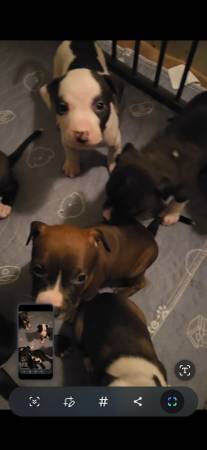 ¡Cachorros Real Pitbully!63897334641283123
