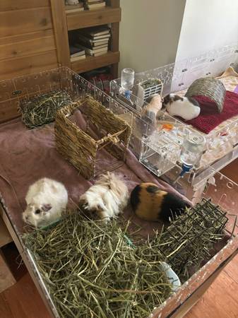 Rehoming 4 sweet piggies63689210094467121