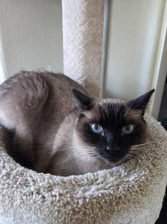 Sweet Cat need a new Home (woodland)63679359597827121