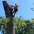 Tree removal and trimming, emergency service, pruning - Low $$ 4 thumbnail