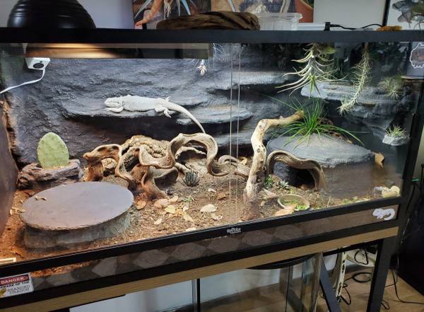 Dragón barbudo con terrario (Seattle)63661015248259122