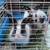 Loin mane rabbits (bonded pair) 2 thumbnail
