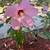Gorgeous Hibiscus Seed Packs 2 thumbnail