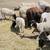 Sheep/ Barrego 10 thumbnail