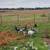 Turkeys 1 thumbnail