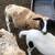 Commercial Dorper ewe 5 thumbnail