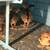 Silver pheasant chicks 1 thumbnail