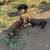 Kunekune pigs 3 thumbnail