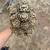 Leopard tortoise hatchlings 5 thumbnail