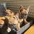 Rehoming French bull dog pups 1 thumbnail