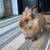 Lionhead Rabbit 5 thumbnail