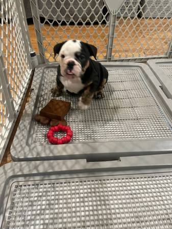 Revoking English bulldog 1